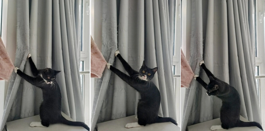 Tired of Your Pet Ruining Your Curtains? Here’s What to Choose Instead!