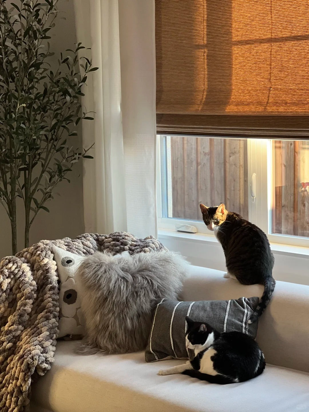 Cozy living room with bamboo roman shades, two cats on sofa, and textured cushions